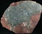 x Scyphocrinites Crinoid Plate - Morocco #13259-1